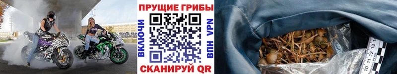 Псилоцибиновые грибы Cubensis  Петропавловск-Камчатский 